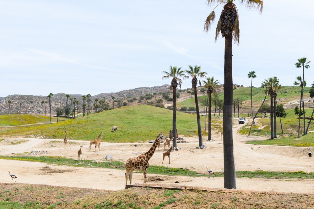 View Of Safari Park